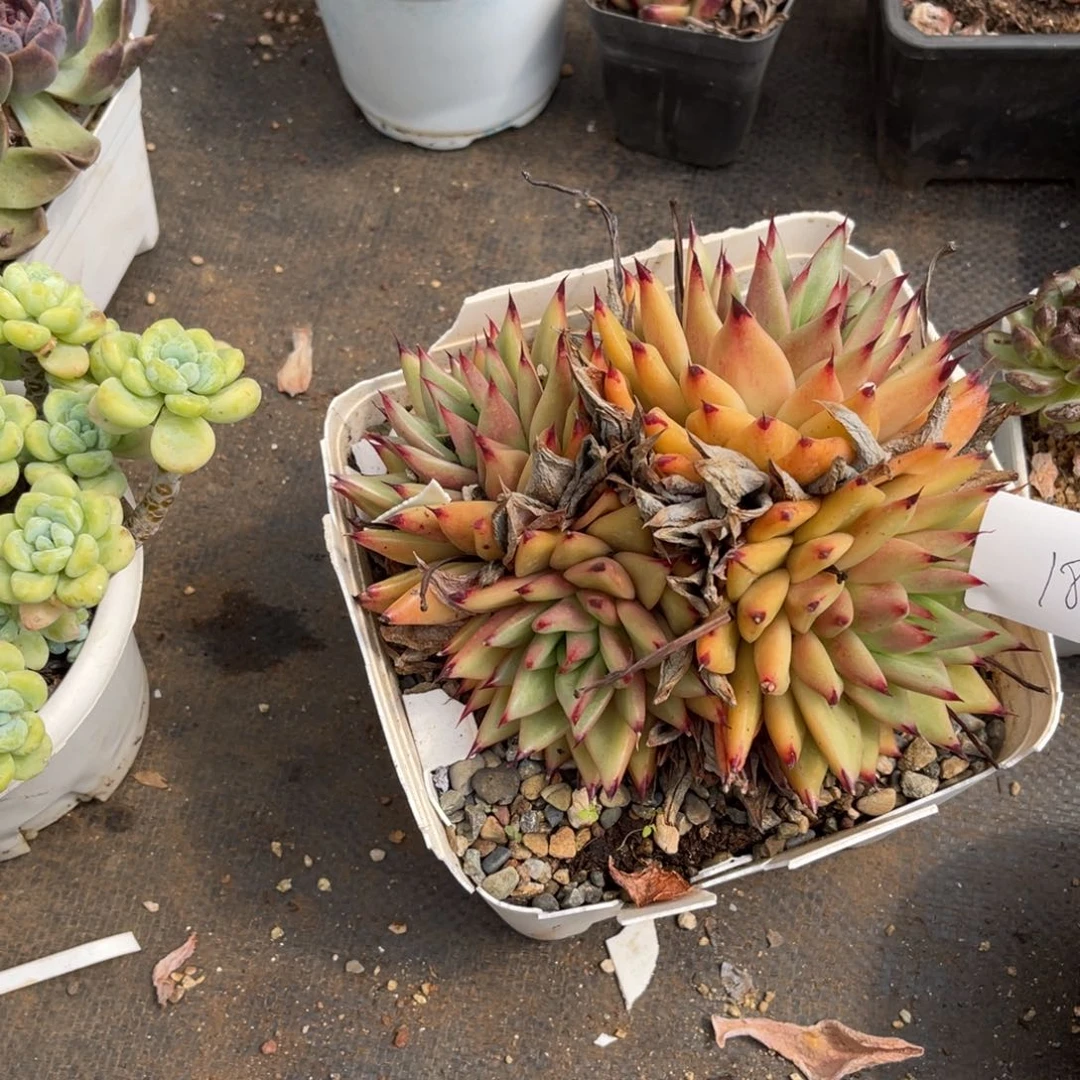 沉*0018东云多肉