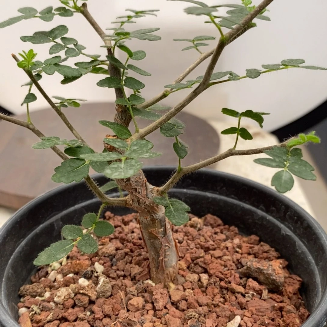 滔天橄榄实生带盆