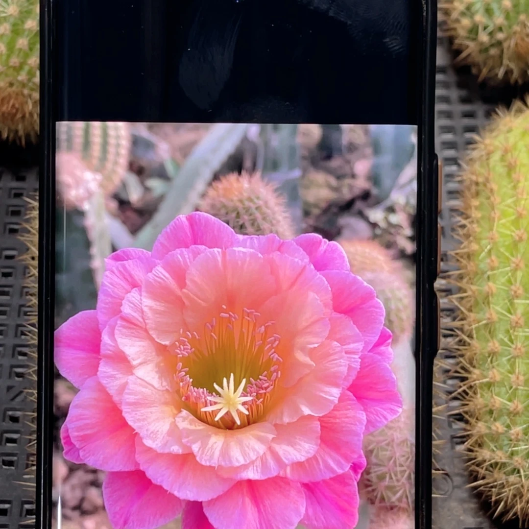 金妞 时光 侧芽 歪 满20包邮高10公分