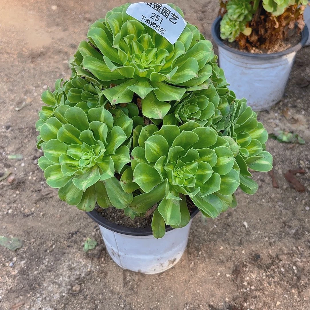 翡翠琉璃多肉植物251