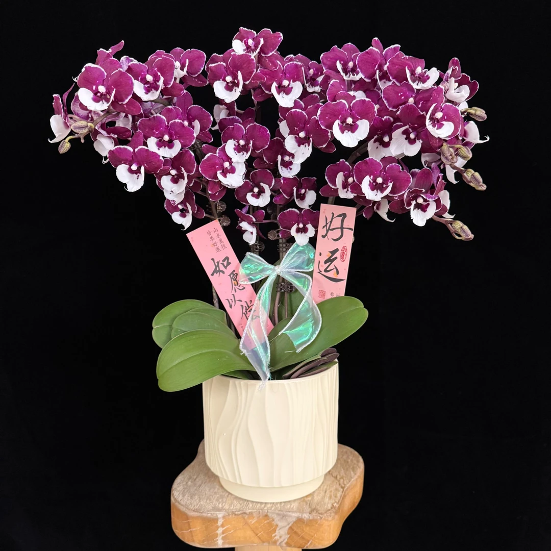 【圣诞老人】 紫红色欧品高级感蜡质花蝴蝶兰盆栽3.0杯寸