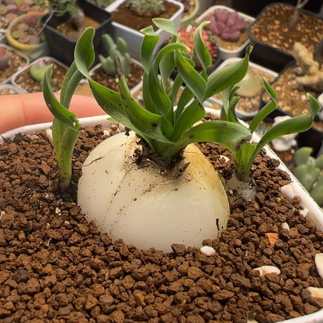 258多肉植物种类多样