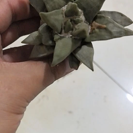 一物一拍，实生仙人球
