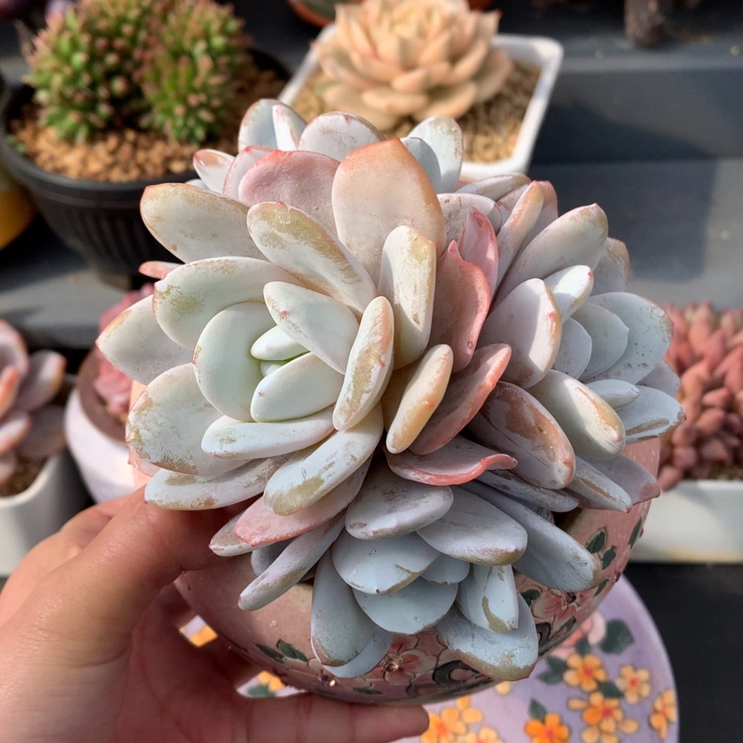 我们家的小姐姐们