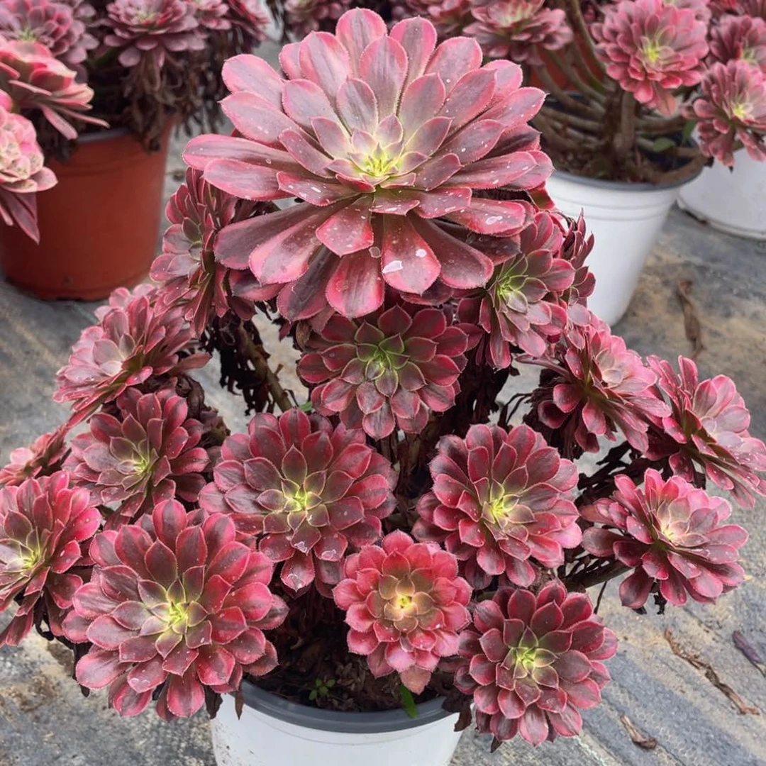 841黑铜白精品法师多肉