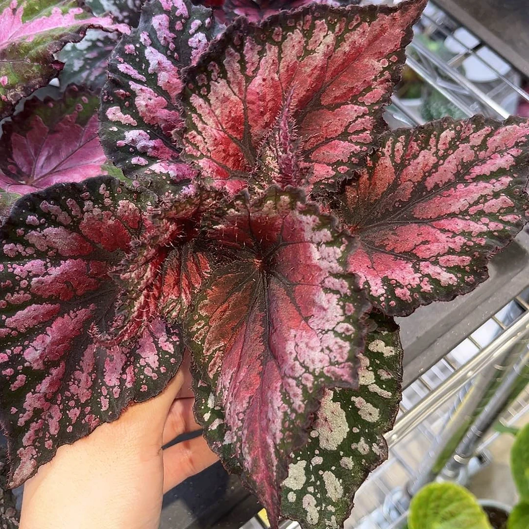 完全开放缪斯之新蟆叶秋海棠