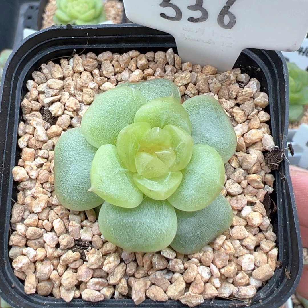 536号宫花系列冷弦