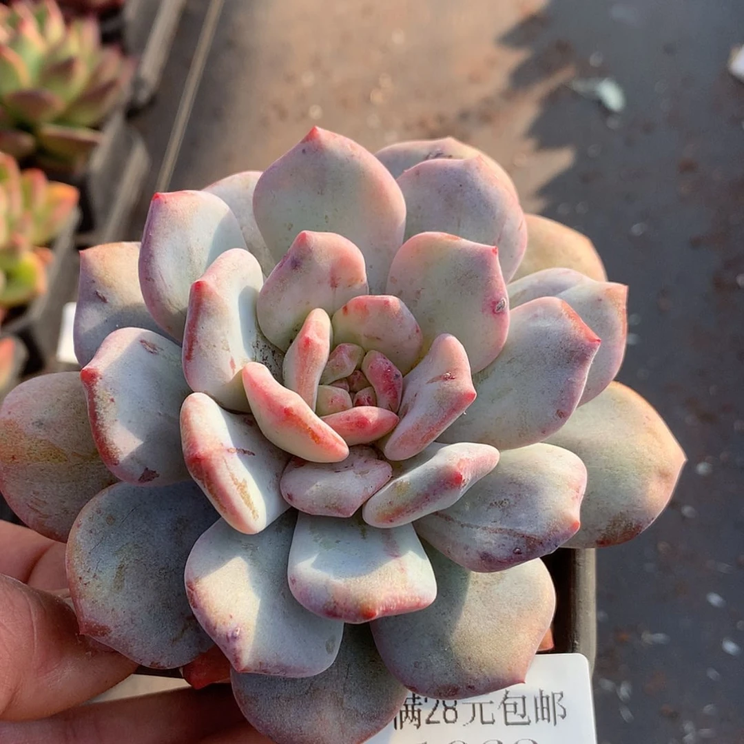 【闪购商品】云1062号石化9厘米