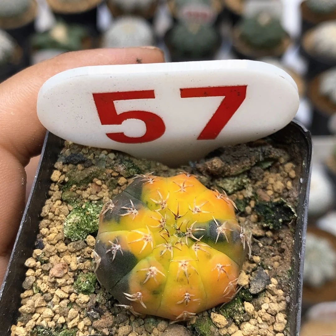 57瑞昌玉锦福利特价来了一