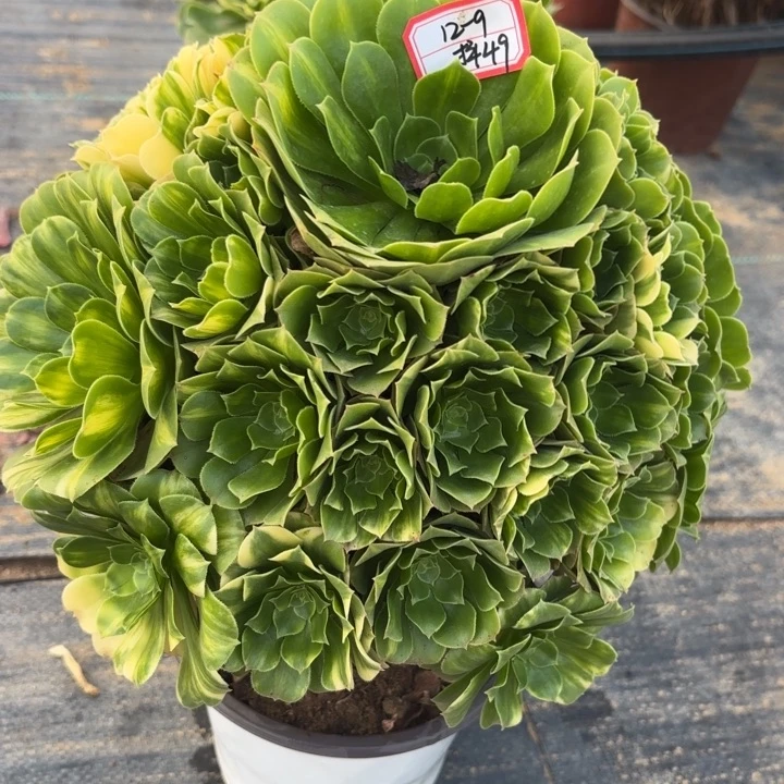 五彩琉璃多肉法师不包损49