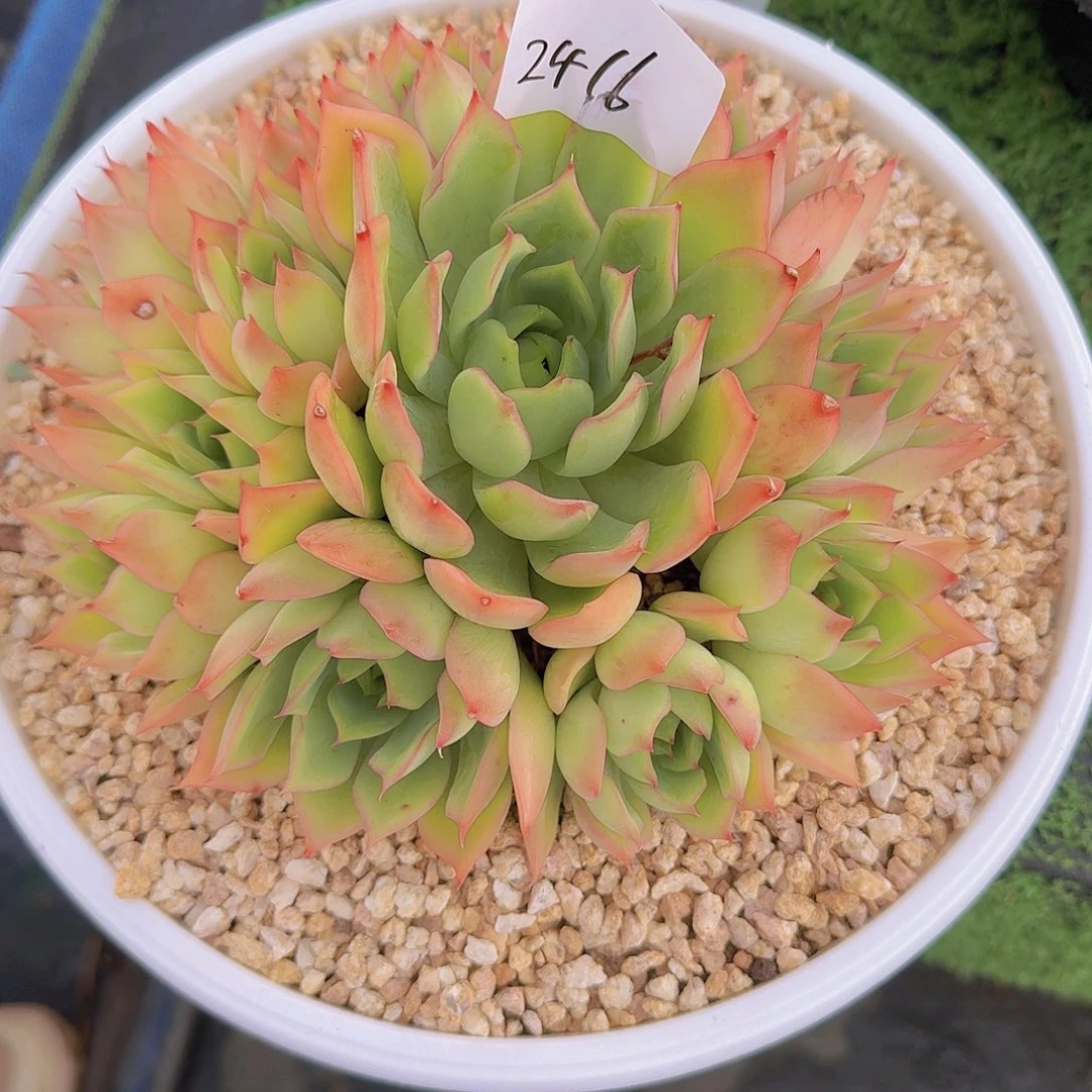 ****٭2416宝莲灯多肉植物