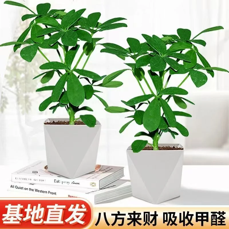 【拍一发二】八方来财鸭脚木盆栽室内绿植四季常青好养活可水培