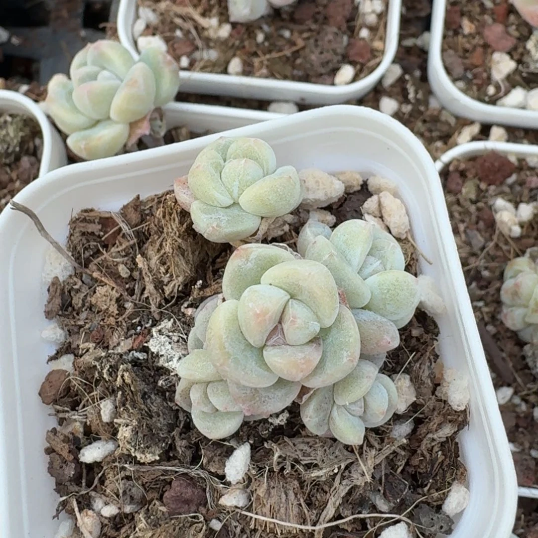 柿*~33 号到手1框江北多肉