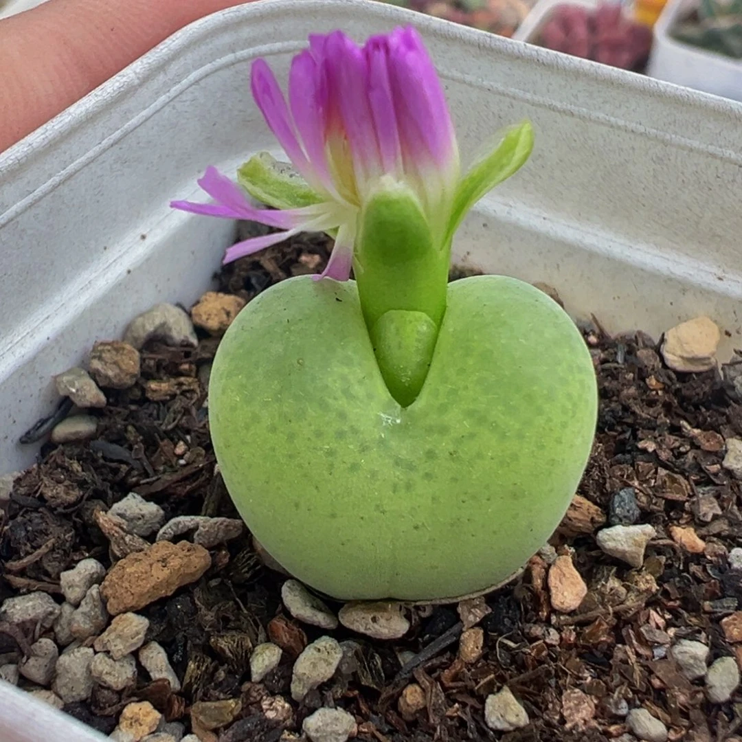 022多肉植物种类和