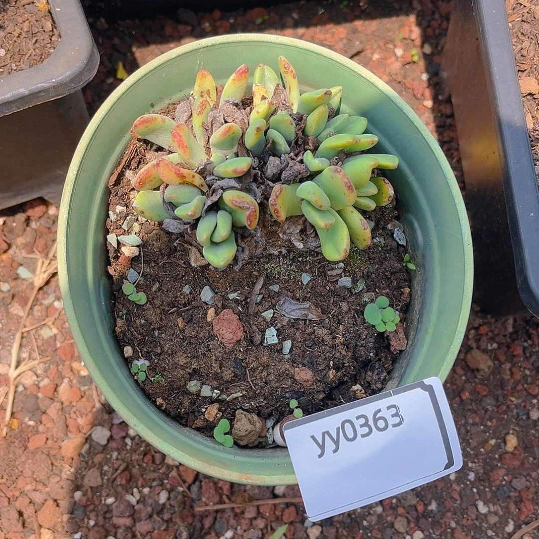 老桩仙女杯yy0363
