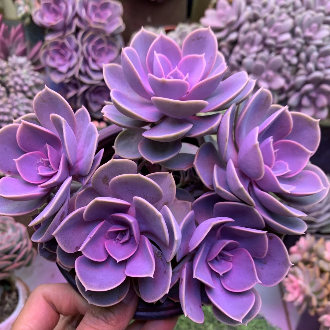 中秋节 紫丁香群生带盆土 多肉植物新手好养活适合室内外养殖