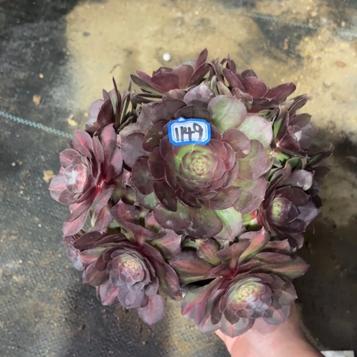 倾城中班锦1149多肉