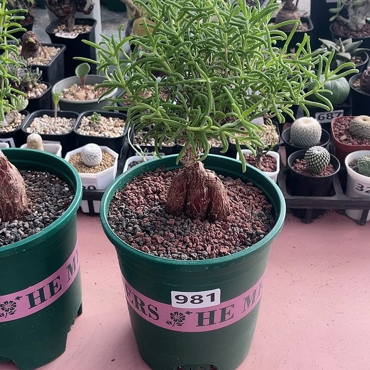 981产地超大梅斯木枝干老桩