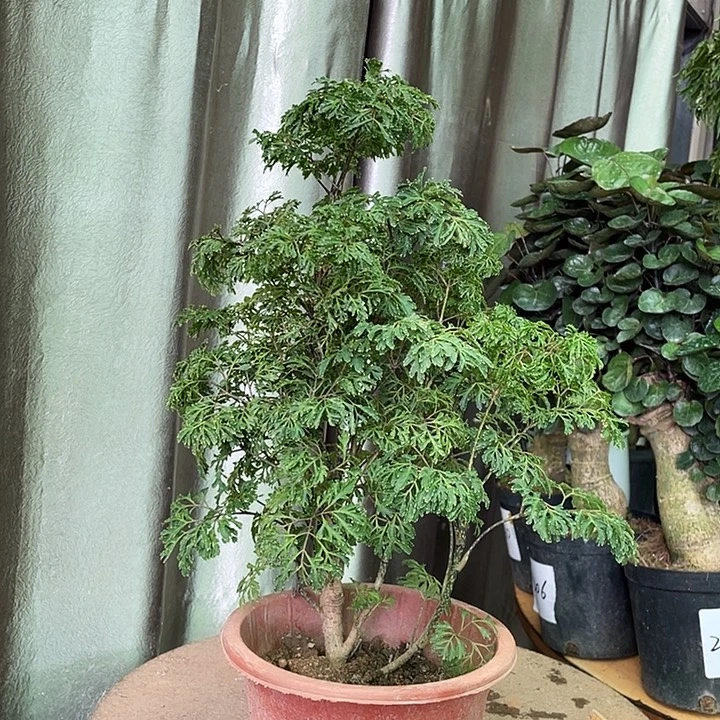 不开花植物45555558866