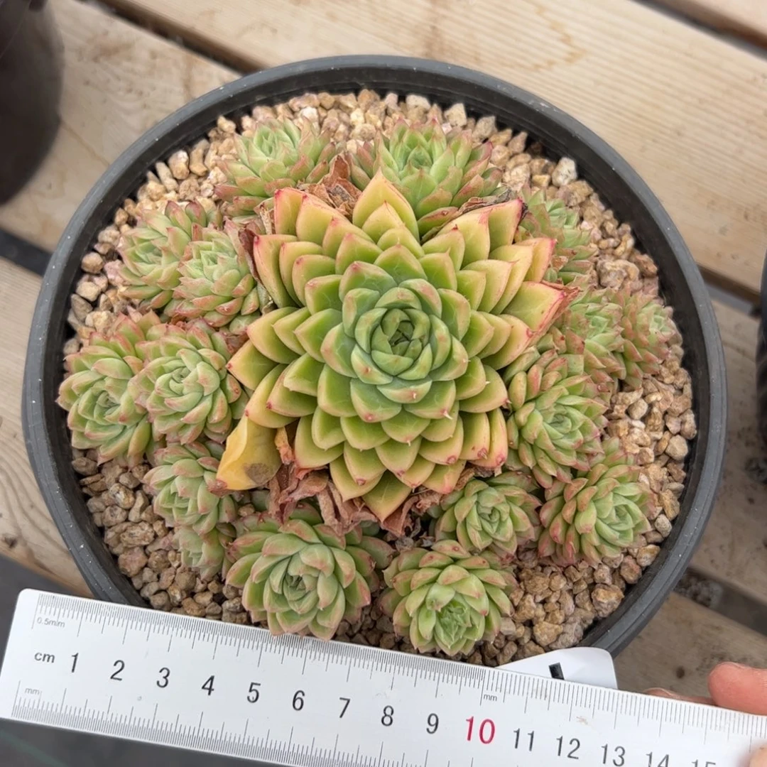 012 多肉植物盆栽植物