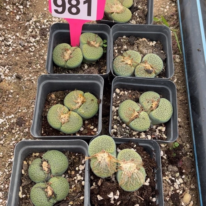 双头大富贵08888888888