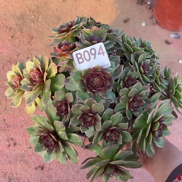 红霞多肉植物094.