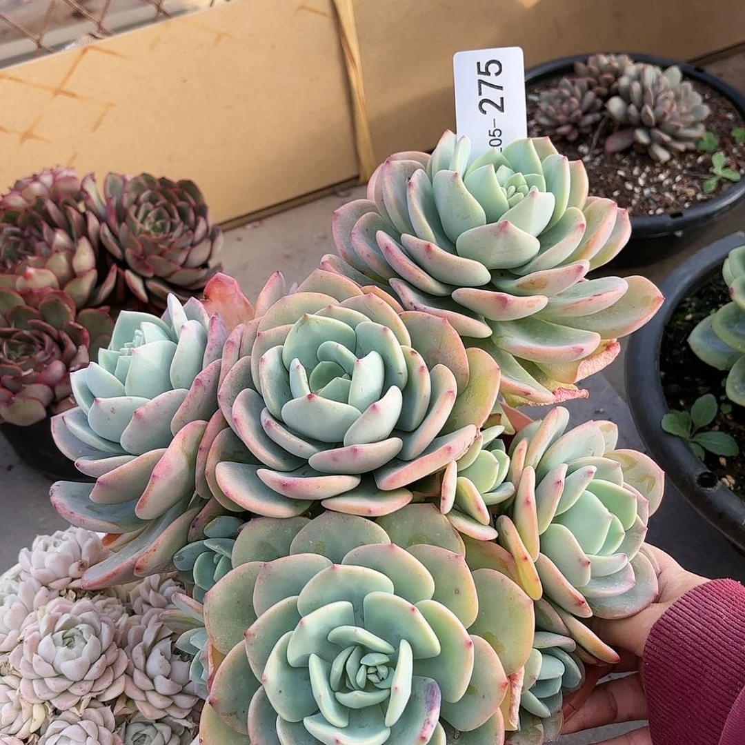 同温层多肉白月光275