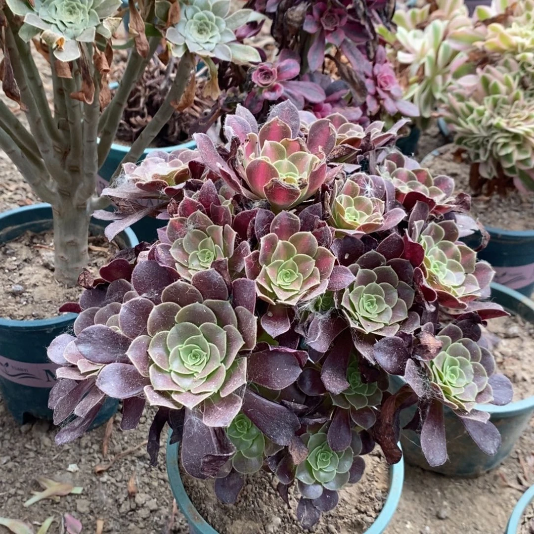 花纳多肉植物042