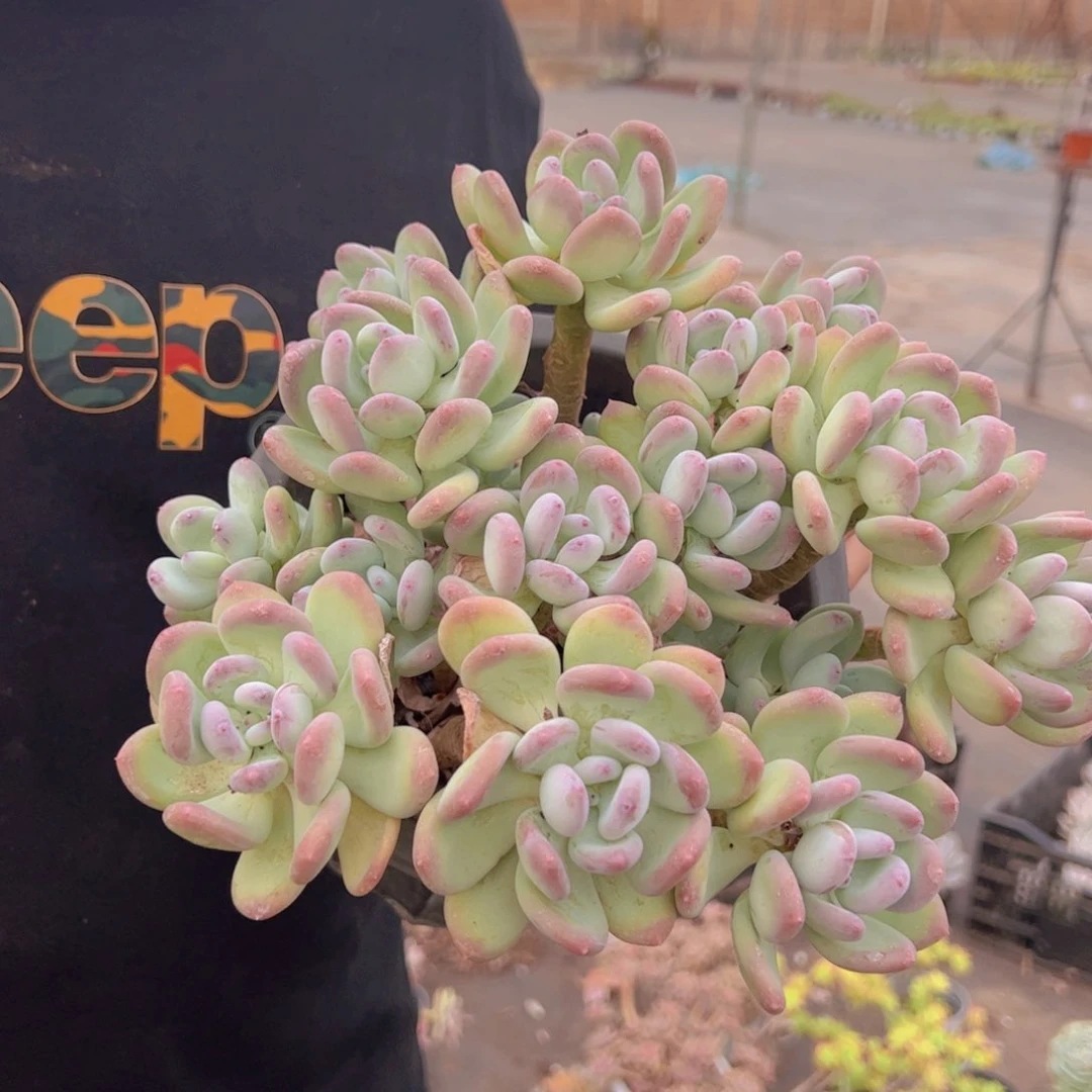 三日月美人多头大盆群，230杯