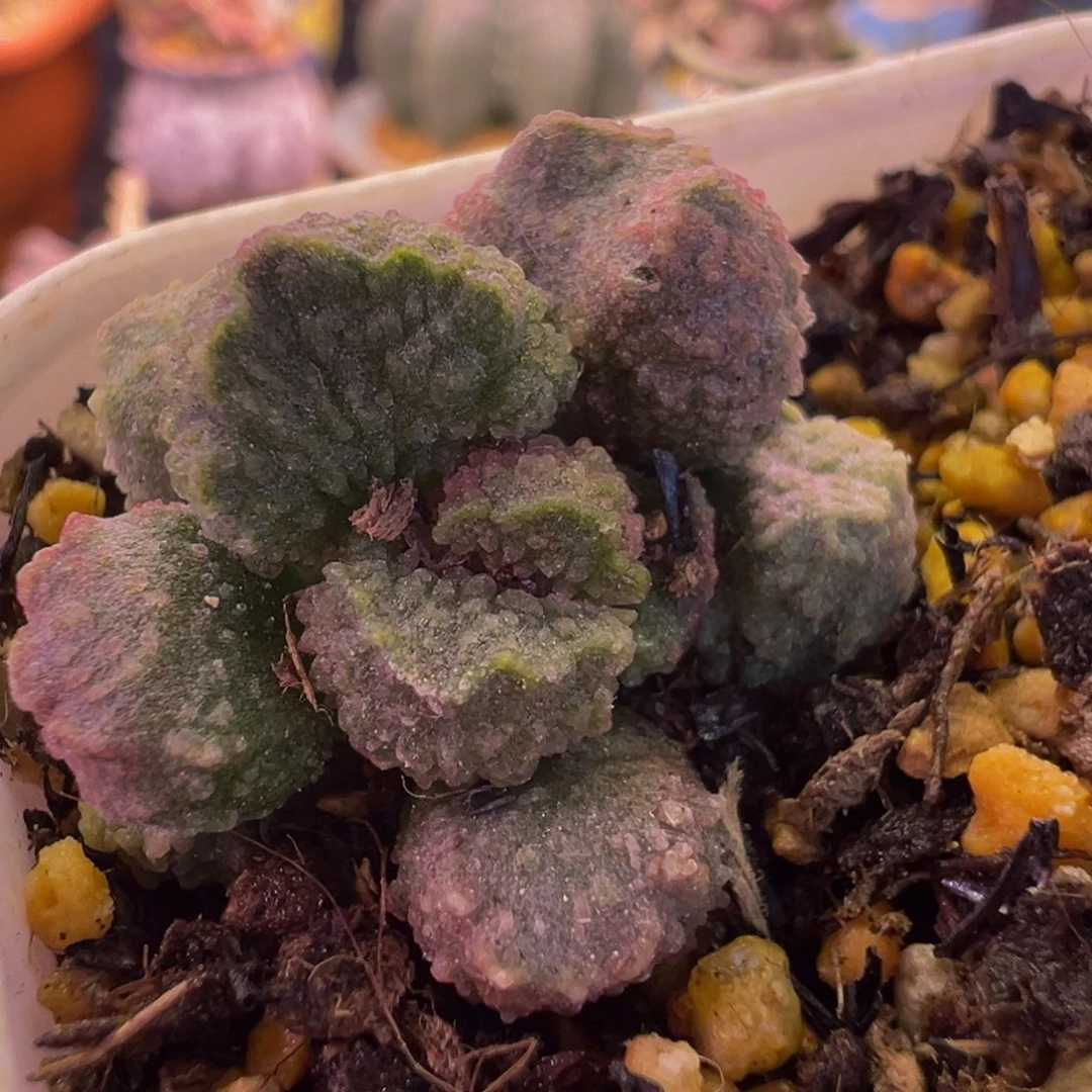 简***单好吧好嘛好吧我的宝