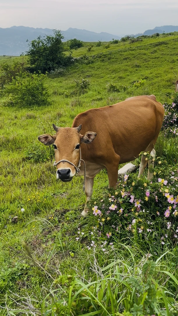 ②号改价链接贵州黄膘土黄牛「牛肉全部位」【顺丰包邮】4斤起拍