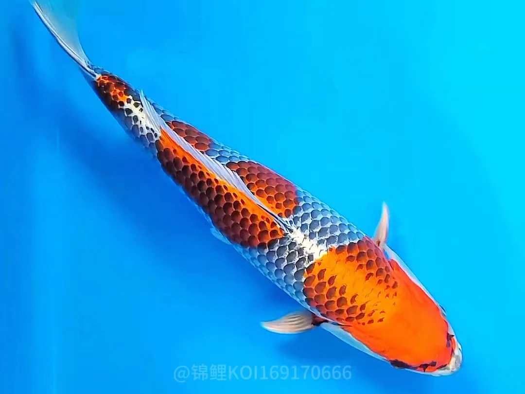 2号链接观赏鱼直播下单