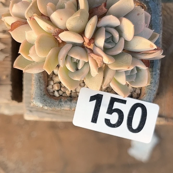 熊**丸多肉植物一物一拍