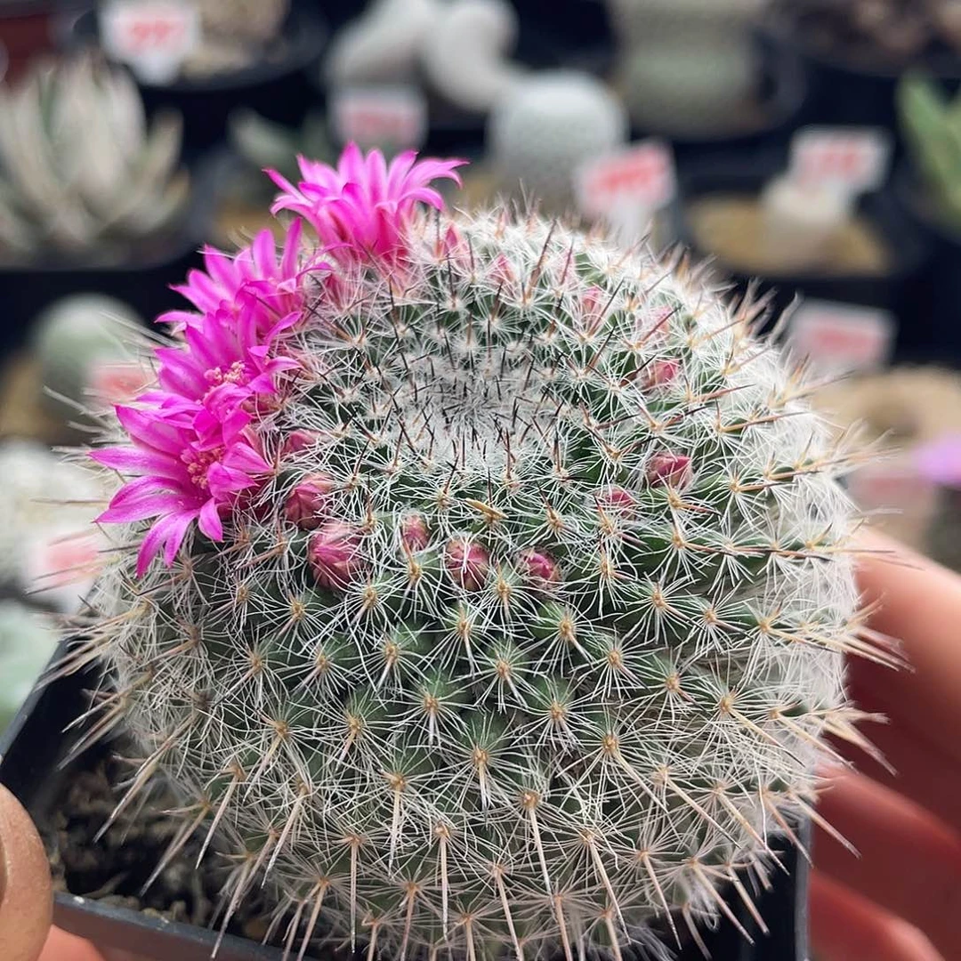 实生银河系玉恋山彦杂仙人球