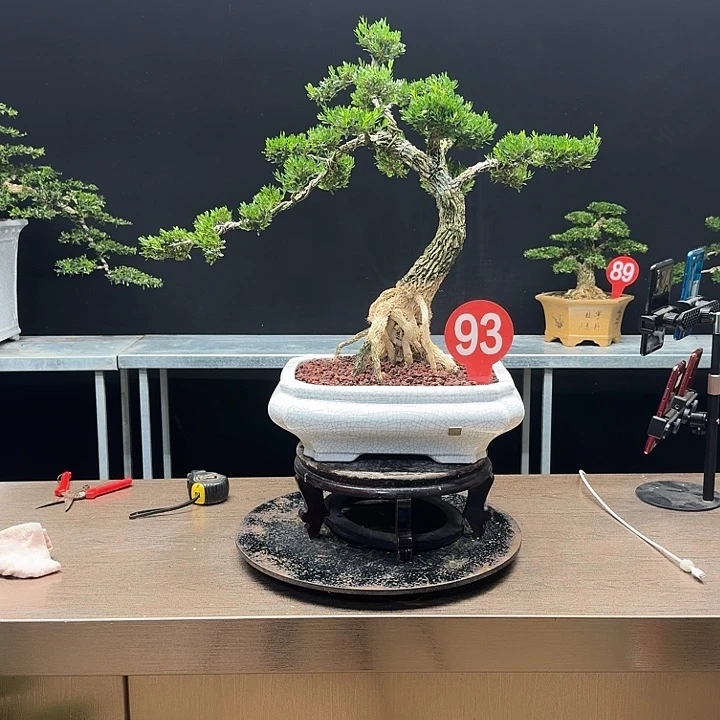 无花朵黄杨黄杨黄杨hyq