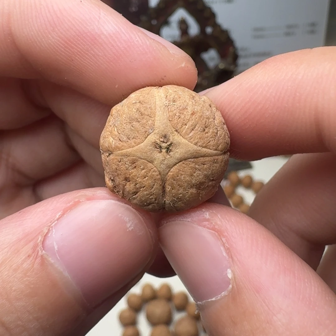 凤眼菩提吊坠二茬四喜