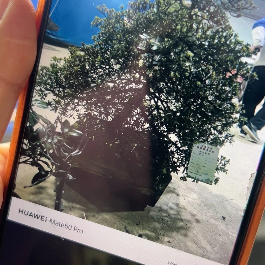 杂木盆景杜鹃碧空一物一拍