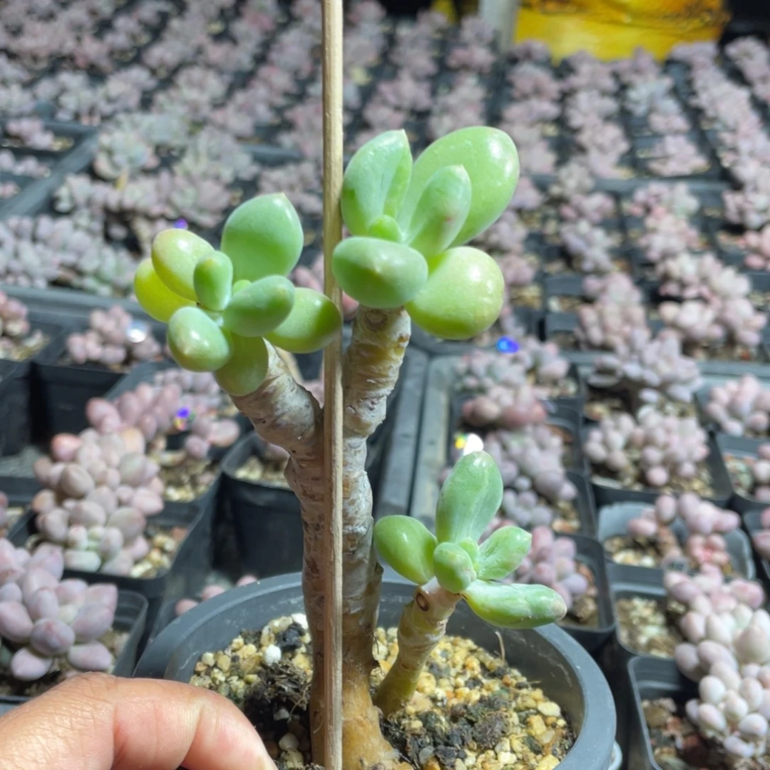 乌里韦亚多肉植物