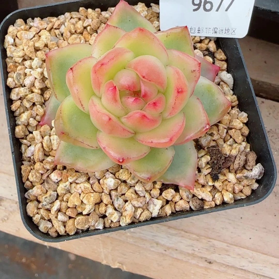 水晶珍妮锦，9677多肉植物