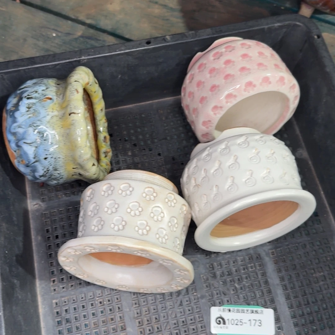 从前慢多肉精选编号1025.173