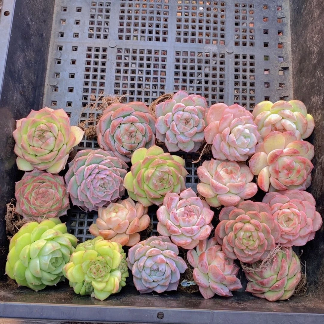 保底20颗。 4厘米起。 01