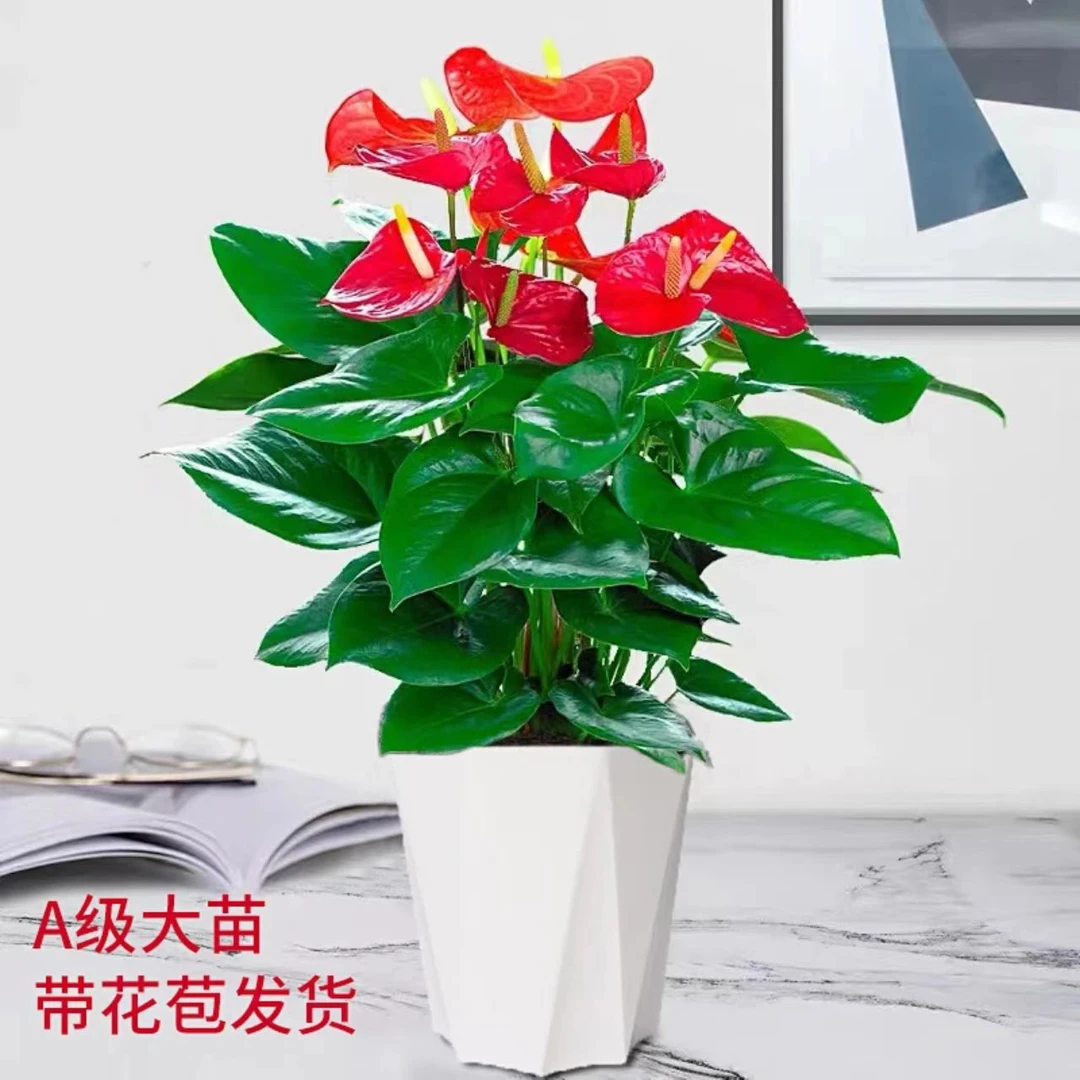 【大红掌盆栽】室内土培植物花卉绿植客厅净化空气四季开花4-6朵花