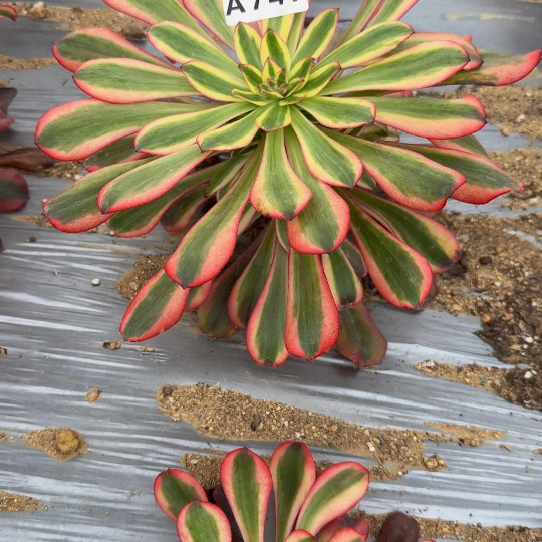 二***哈747初恋到春。多肉植物