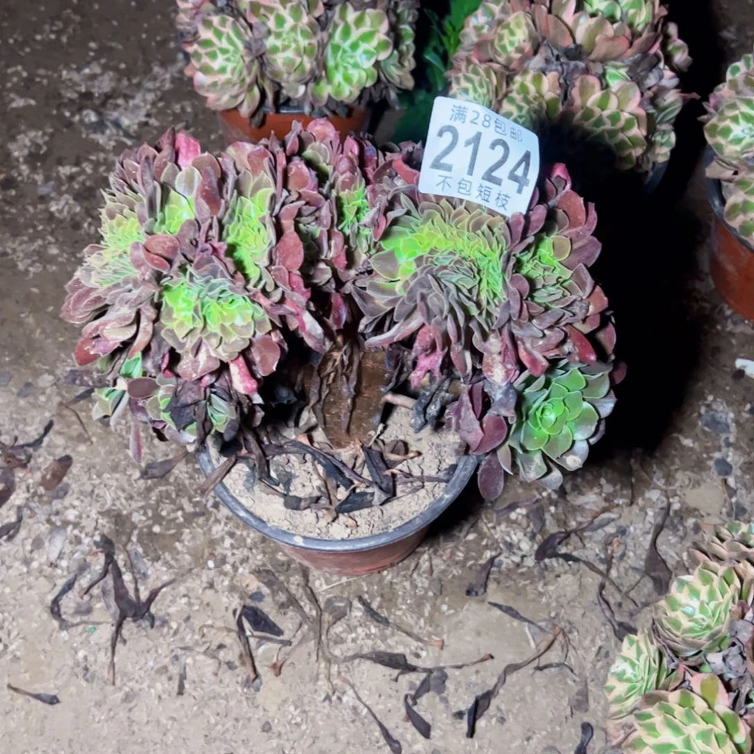 欧嘉莉缀多肉植物2124