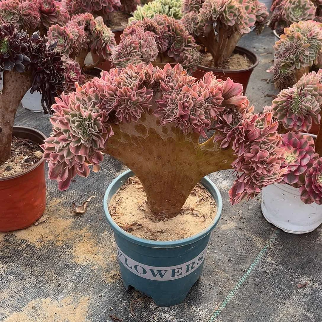 粉女巫缀化冠幅27厘米左右