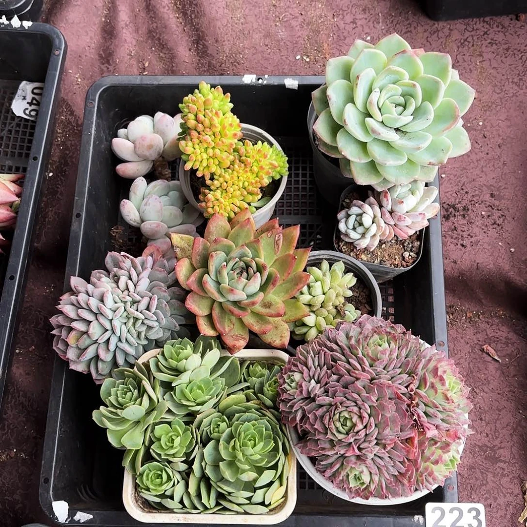 多肉植物宽拍223号