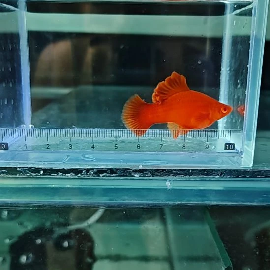 红剑鱼菊花帆高鳍红箭鱼