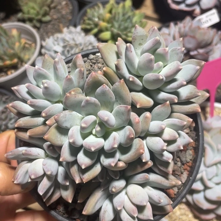 8头无砍星空美人满38包邮