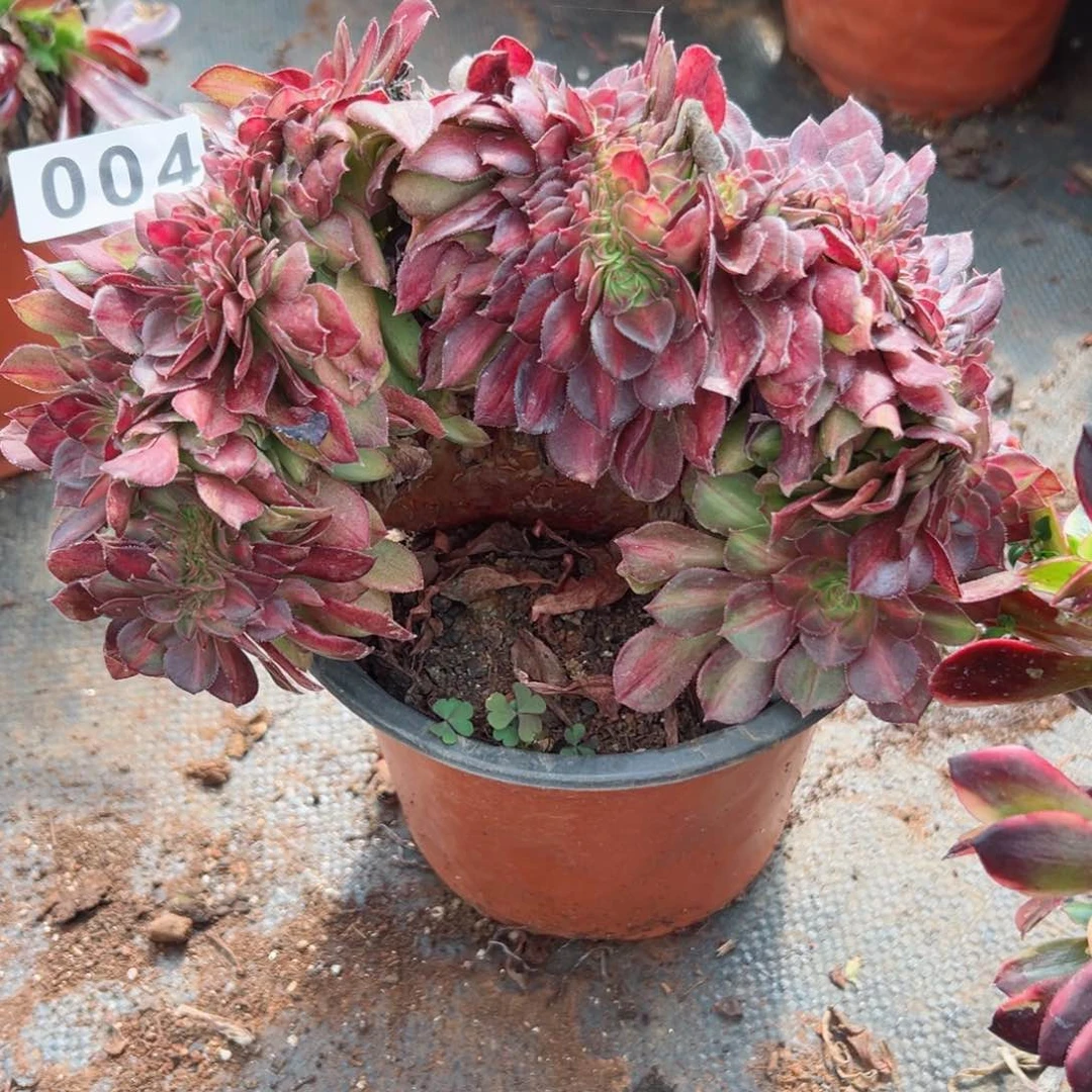 4 号多肉植物法师新年福利来