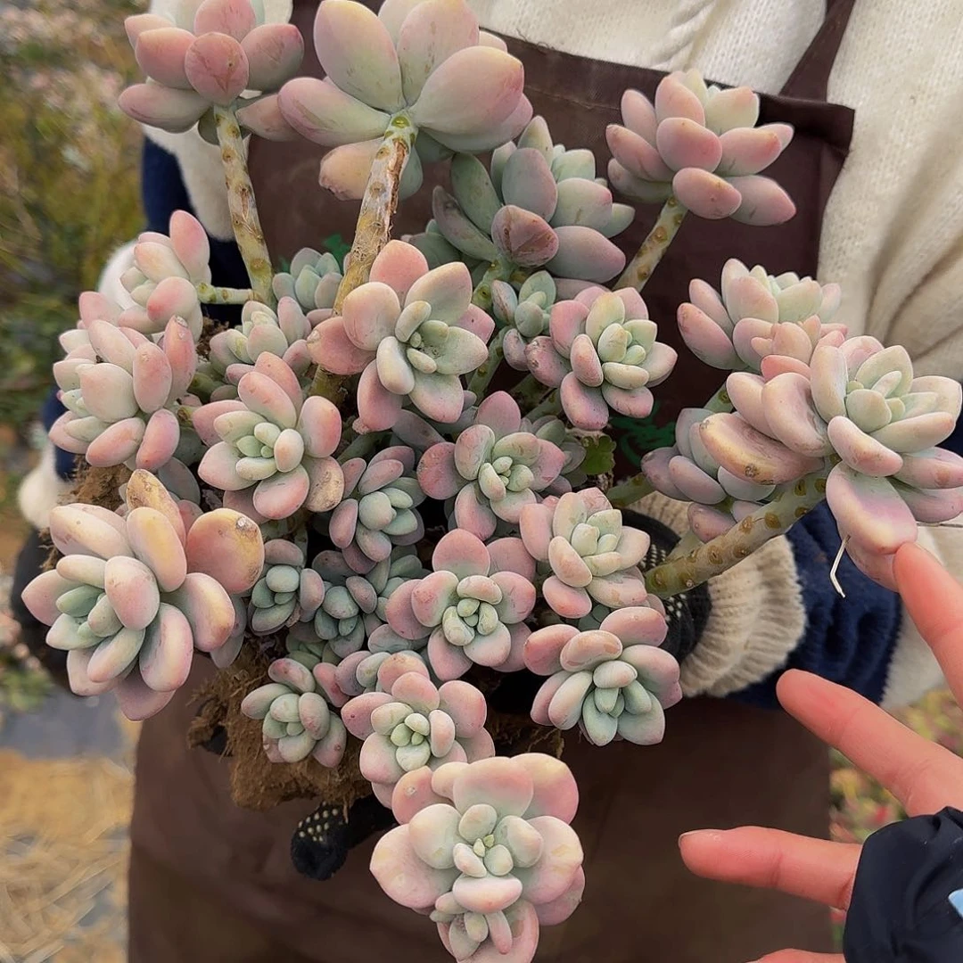 红落神 一颗不包损